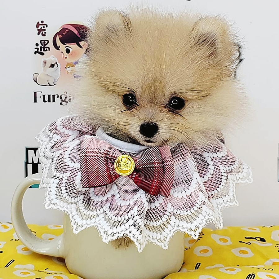 Tiny Pomeranian Puppy (Male) For Sale