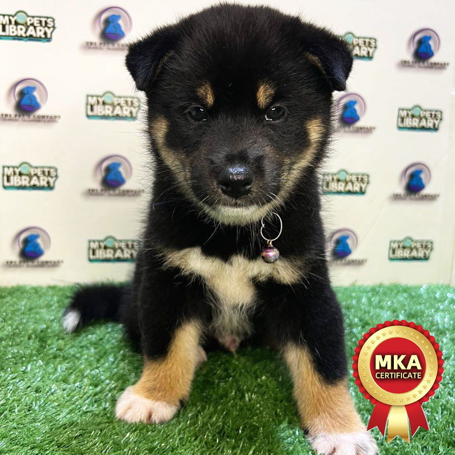MKA Shiba Inu Puppy (Male) For Sale