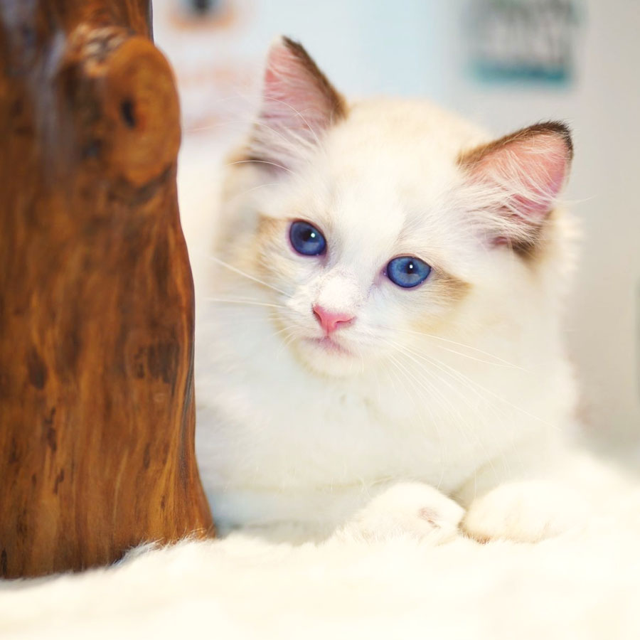 Ragdoll Kitten (Female) For Sale