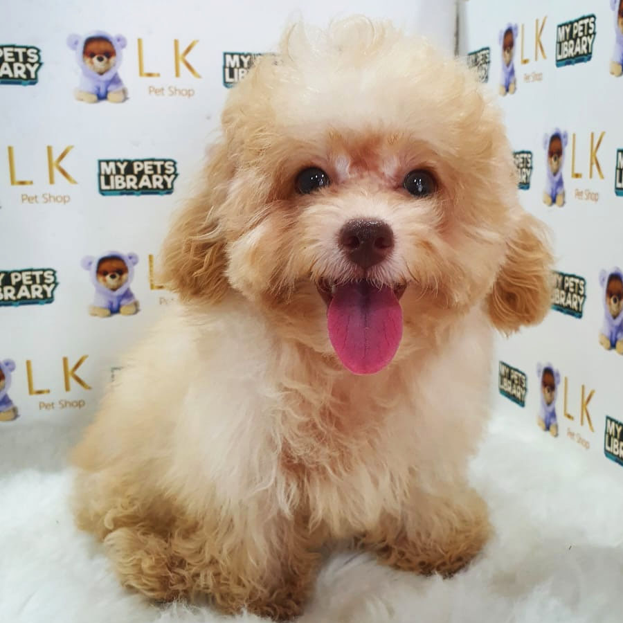 Maltipoo Puppy (Female) For Sale