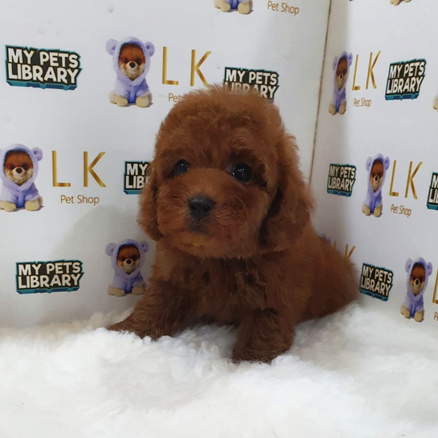 Toy Poodle Puppy (Male) For Sale