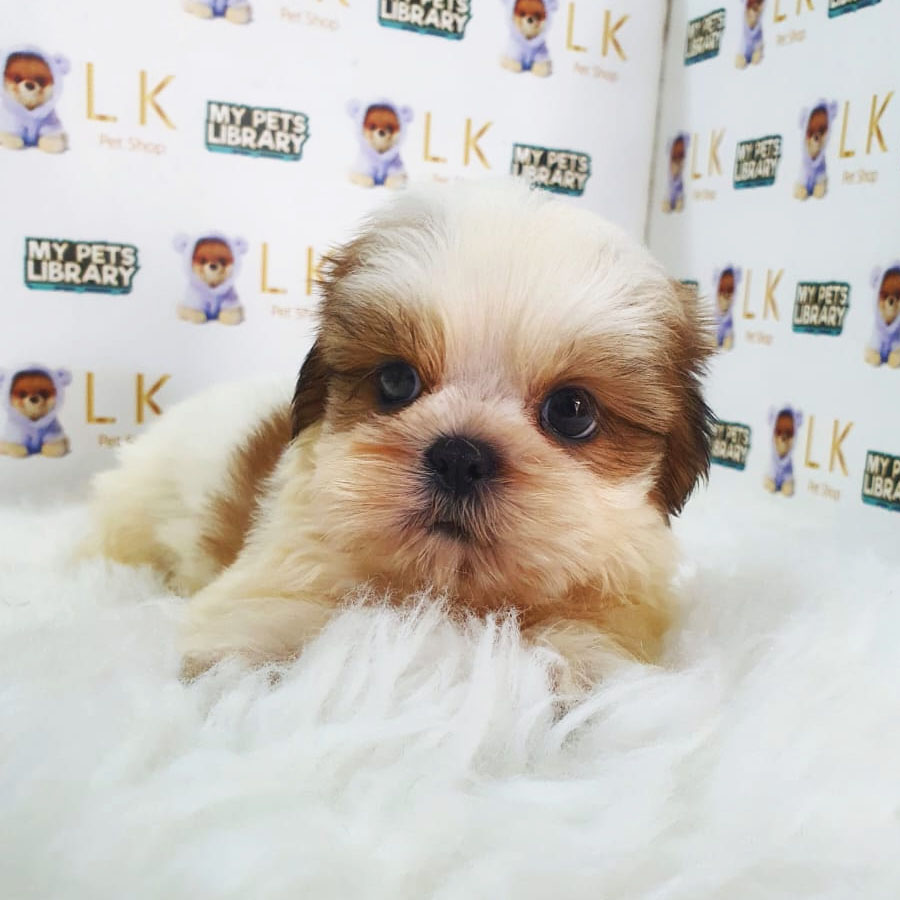 Shih Tzu Puppy (Male) For Sale