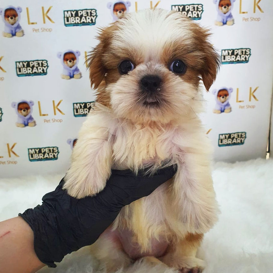 Shih Tzu Puppy (Female) For Sale