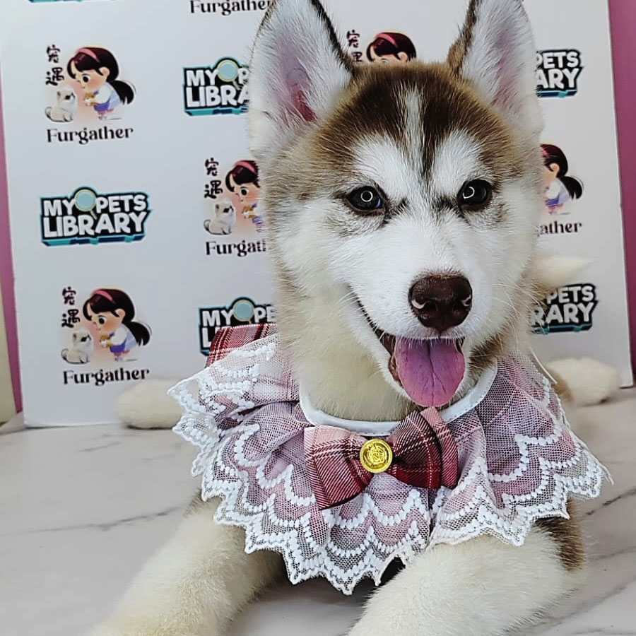Wooly Husky Puppy (Female) For Sale