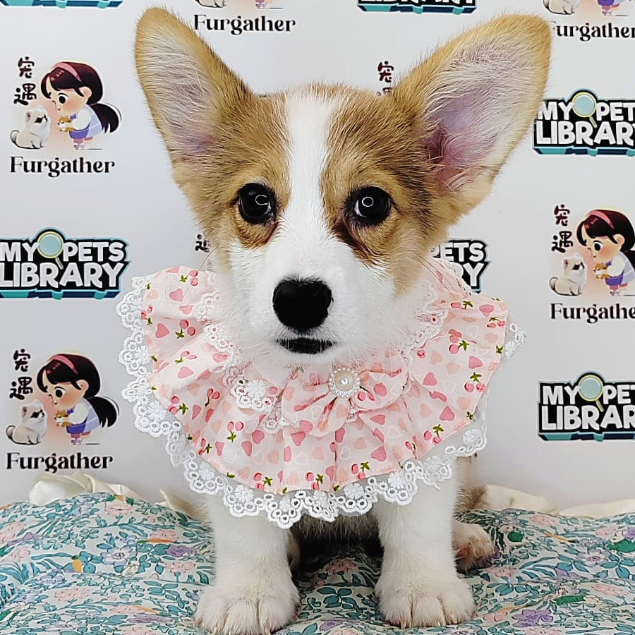 Welsh Corgi Puppy (Female) For Sale