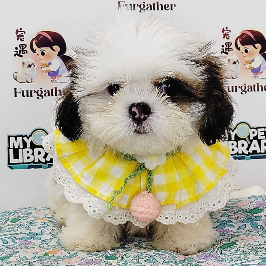Shih Tzu Puppy (Male) For Sale