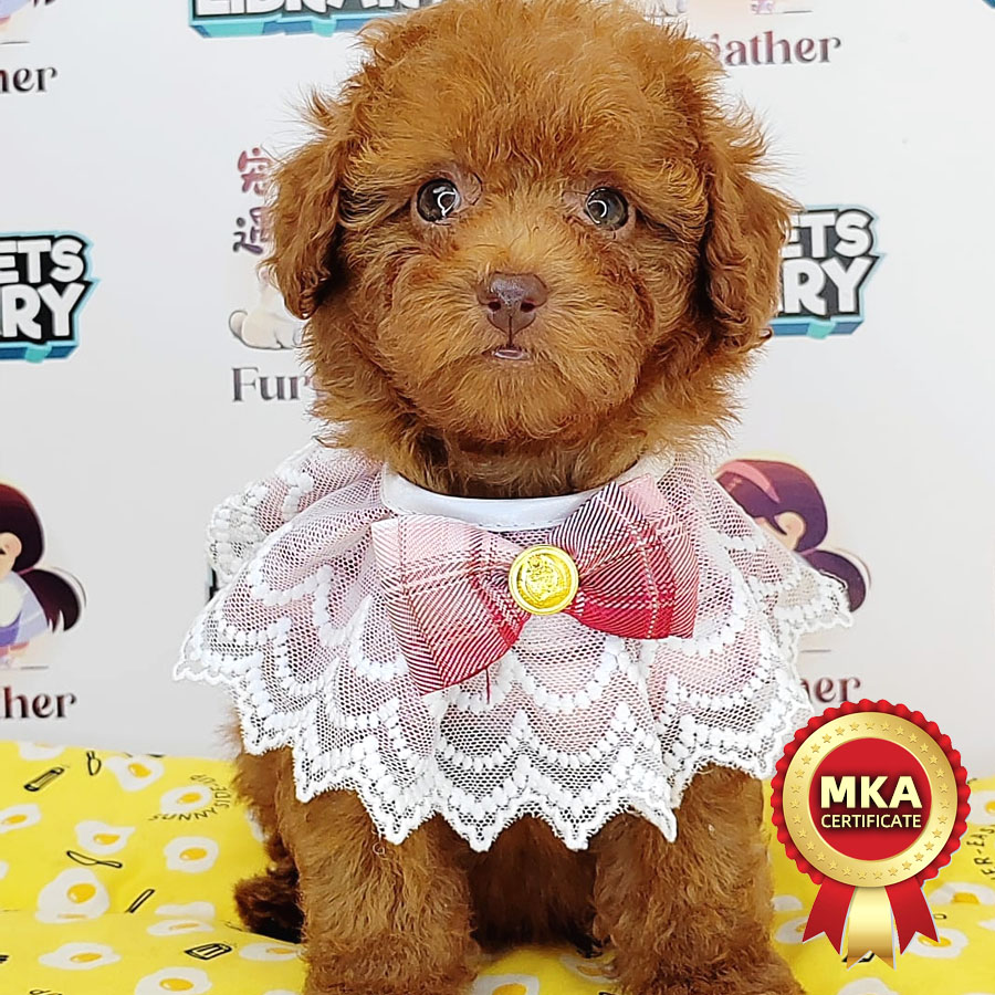 MKA Toy Poodle Puppy (Female) For Sale