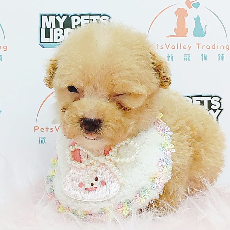 Teacup Poodle Puppy (Female) For Sale