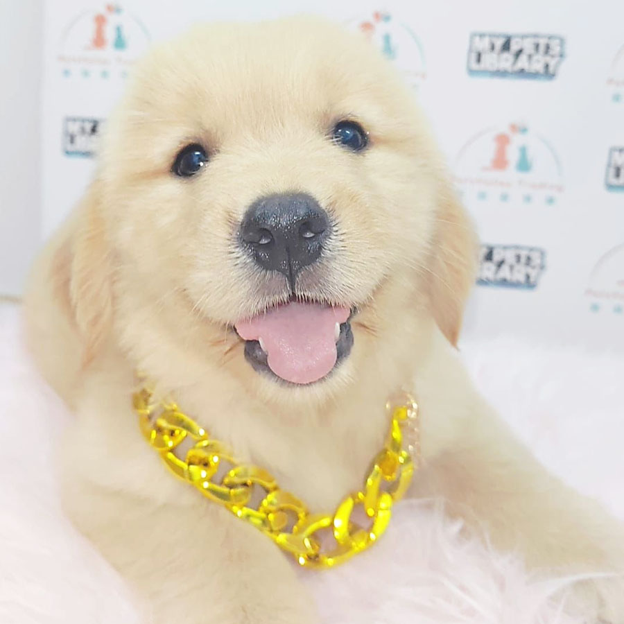 Golden Retriever Puppy (Female) For Sale