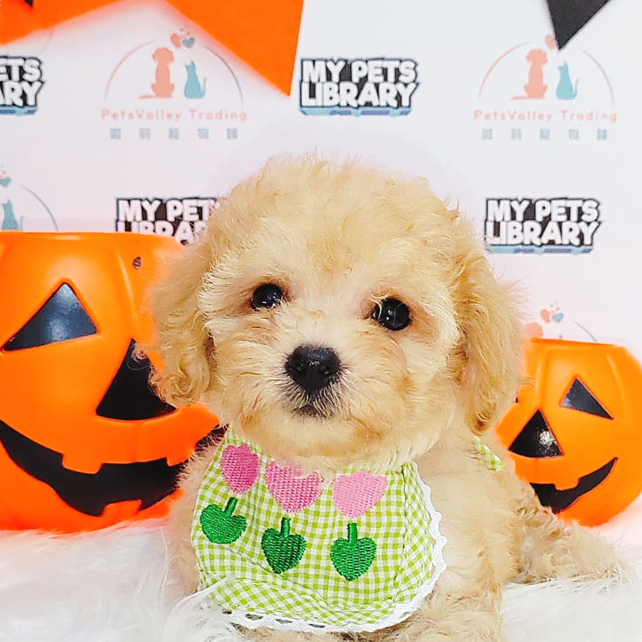 Toy Poodle Puppy (Male) For Sale