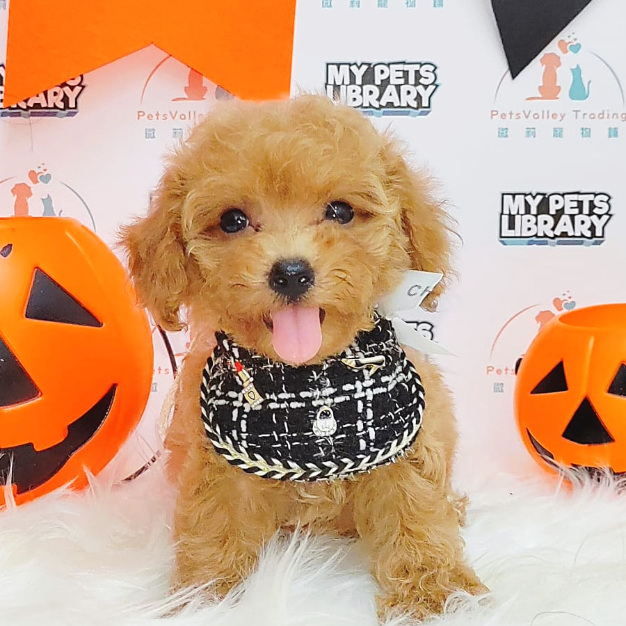 Toy Poodle Puppy (Female) For Sale