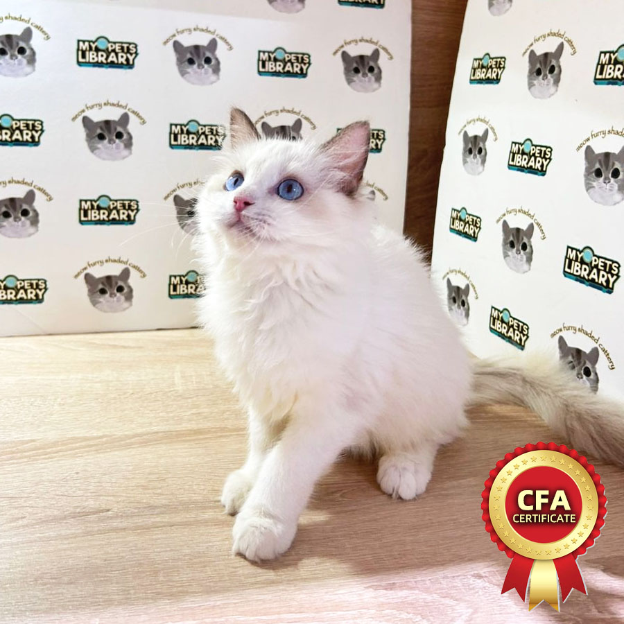 CFA Ragdoll Kitten (Male) For Sale