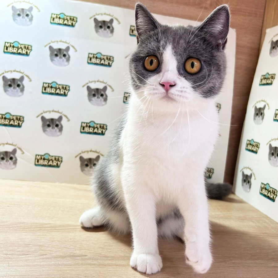British Shorthair Kitten (Female) For Sale