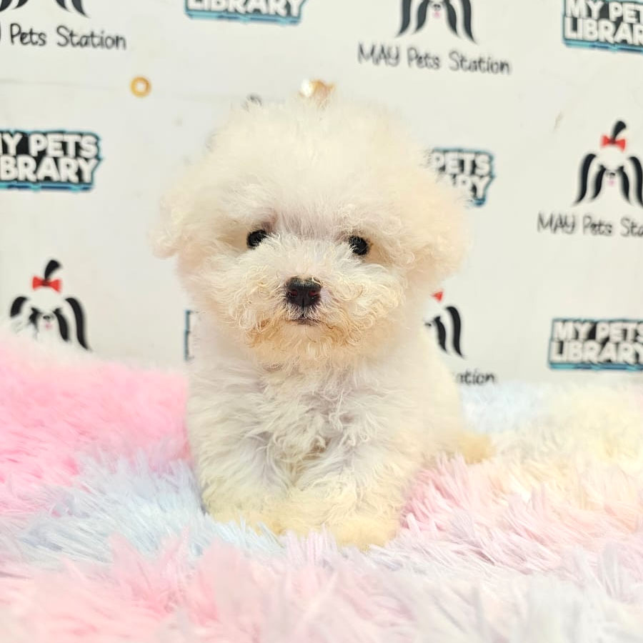 Bichon Frise Puppy (Female) For Sale
