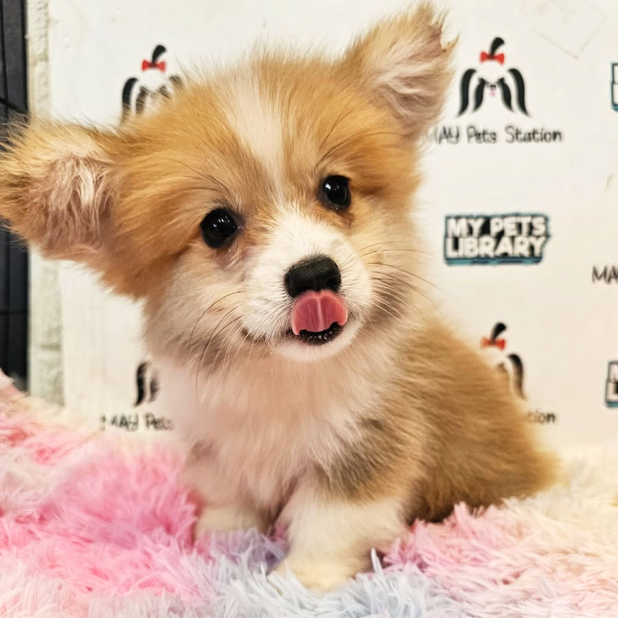 Welsh Corgi Puppy (Male) For Sale