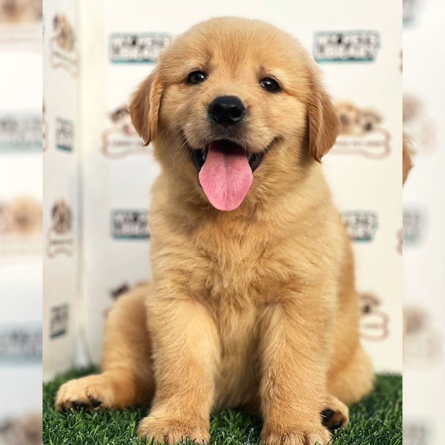 Golden Retriever Puppy (Female) For Sale