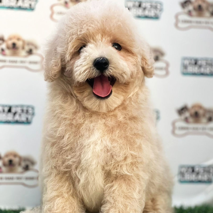 Miniature Poodle Puppy (Female) For Sale