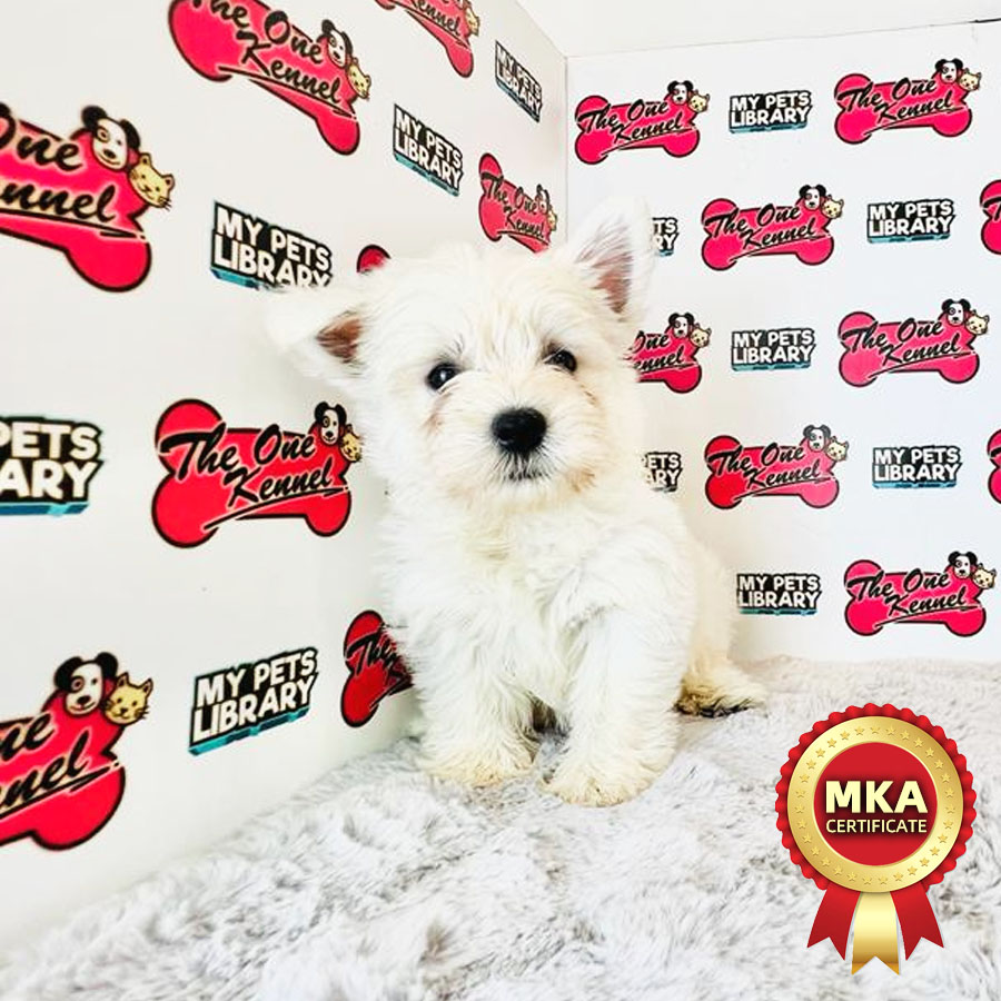 MKA West Highland Terrier Puppy (Female) For Sale