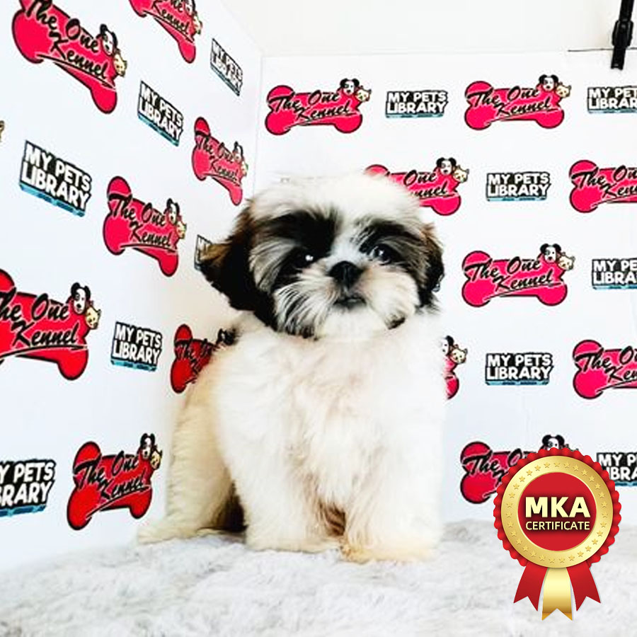 MKA Shih Tzu Puppy (Female) For Sale