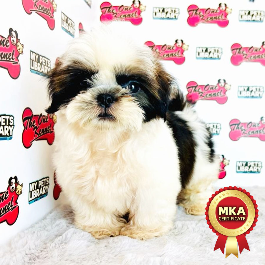 MKA Shih Tzu Puppy (Male) For Sale