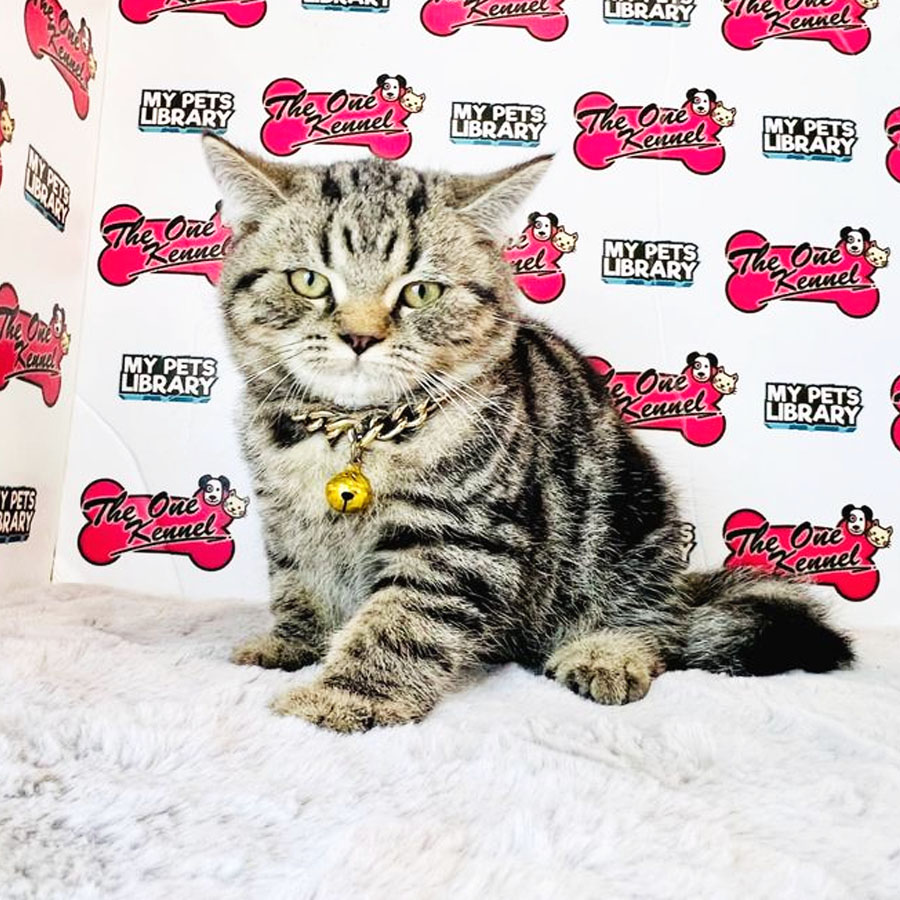 British Shorthair Kitten (Male) For Sale