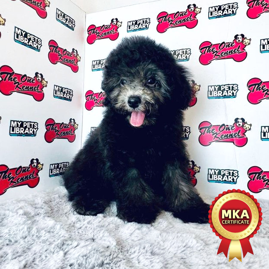 MKA Toy Poodle Puppy (Male) For Sale