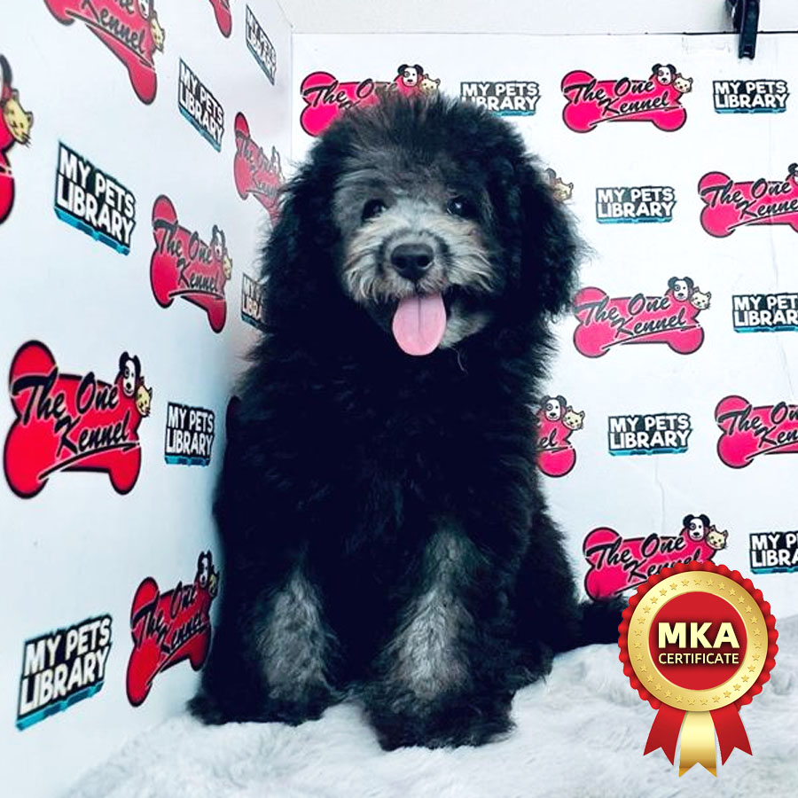 MKA Toy Poodle Puppy (Male) For Sale
