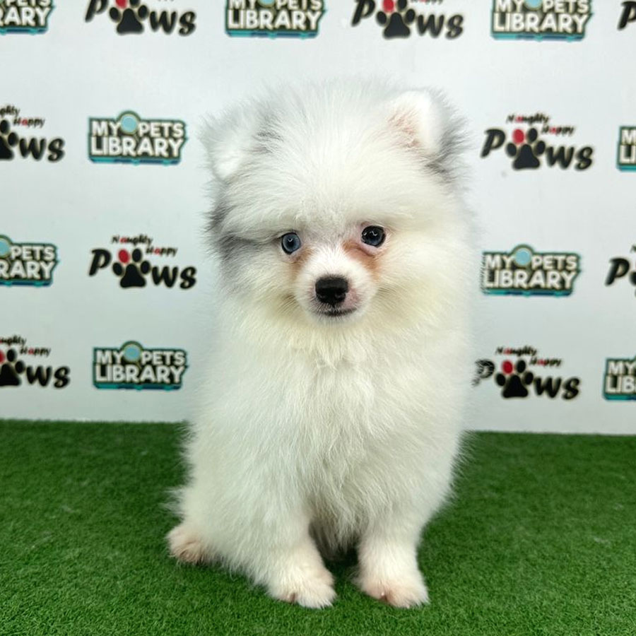 Pomeranian Puppy (Male) For Sale