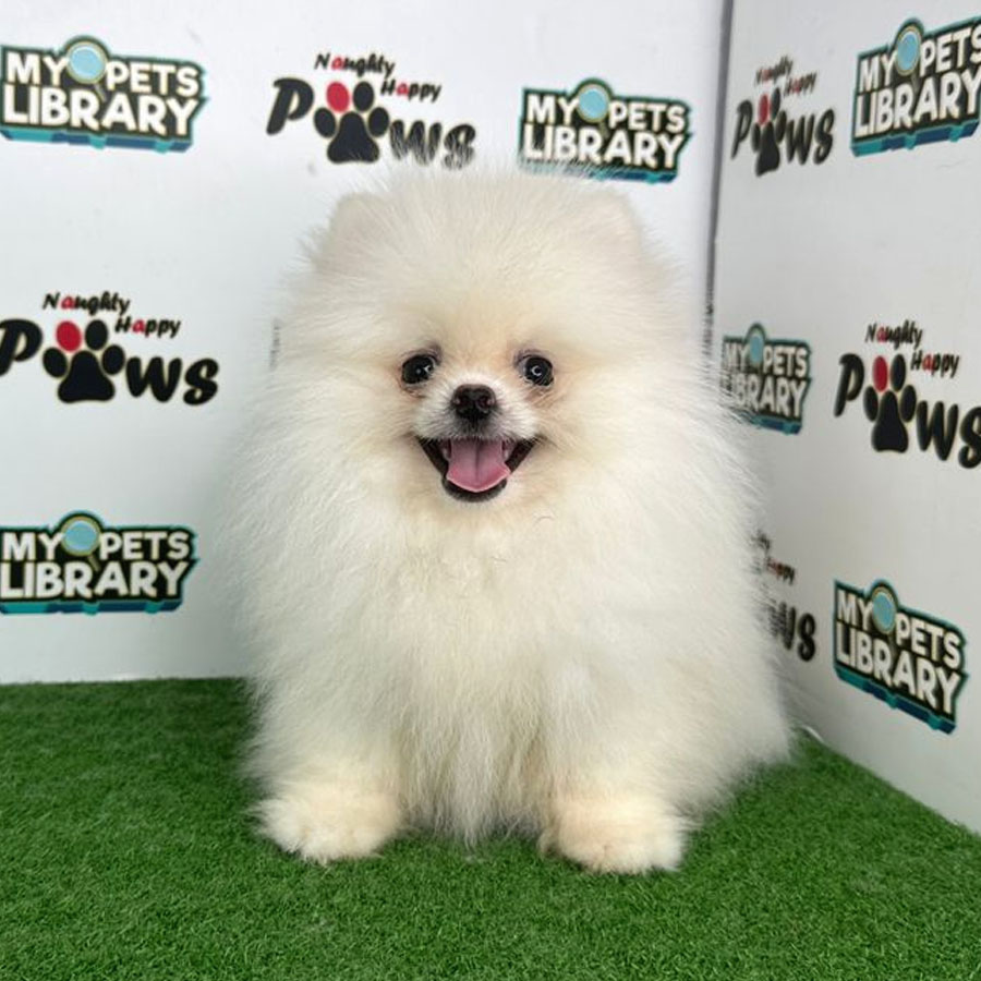 Pomeranian Puppy (Male) For Sale