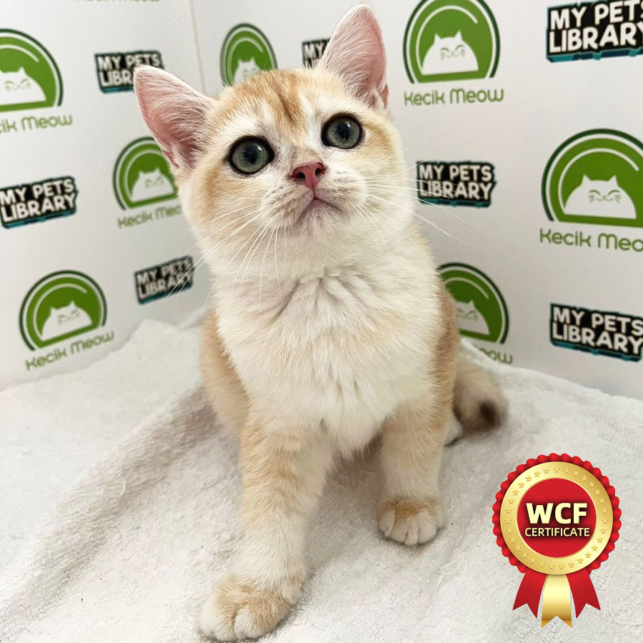 WCF British Shorthair Kitten (Female) For Sale