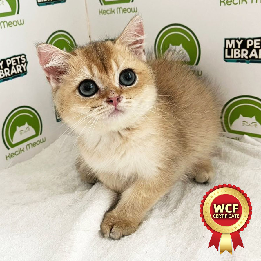 WCF British Shorthair Kitten (Male) For Sale