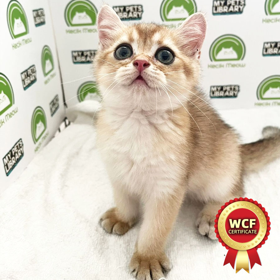 WCF British Shorthair Kitten (Male) For Sale