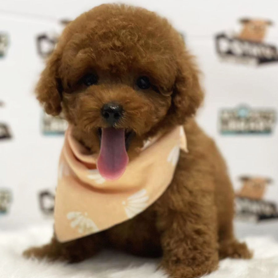 Tiny Poodle Puppy (Female) For Sale