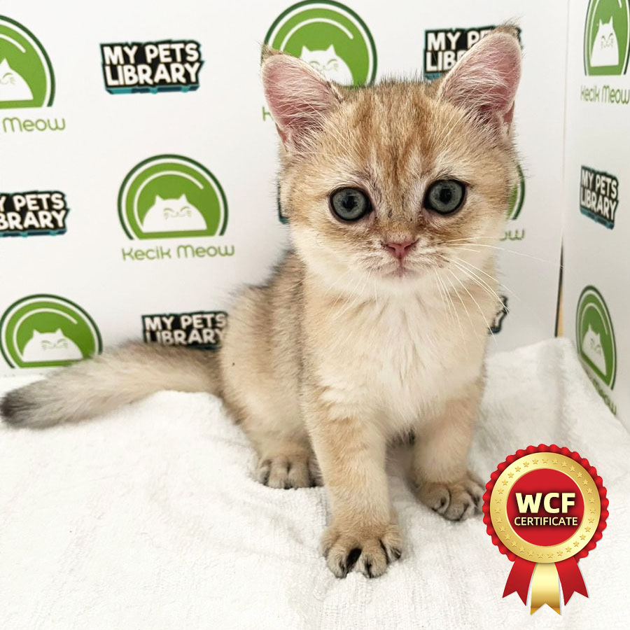 WCF British Shorthair Kitten (Male) For Sale