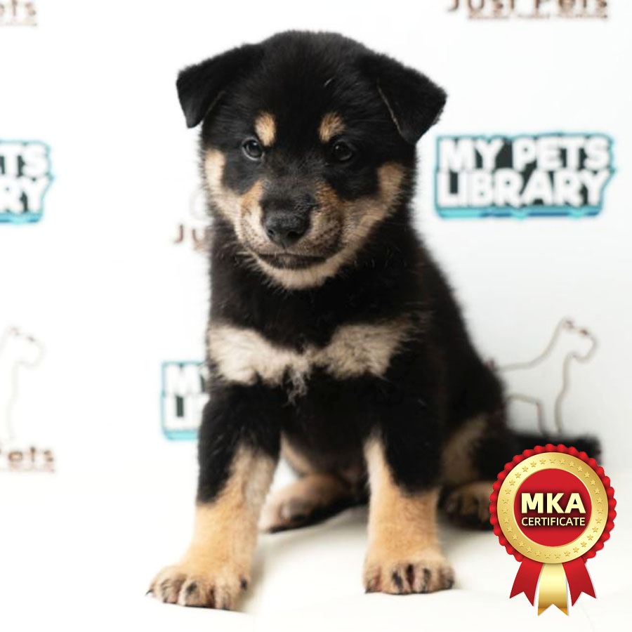 MKA Shiba Inu Puppy (Male) For Sale
