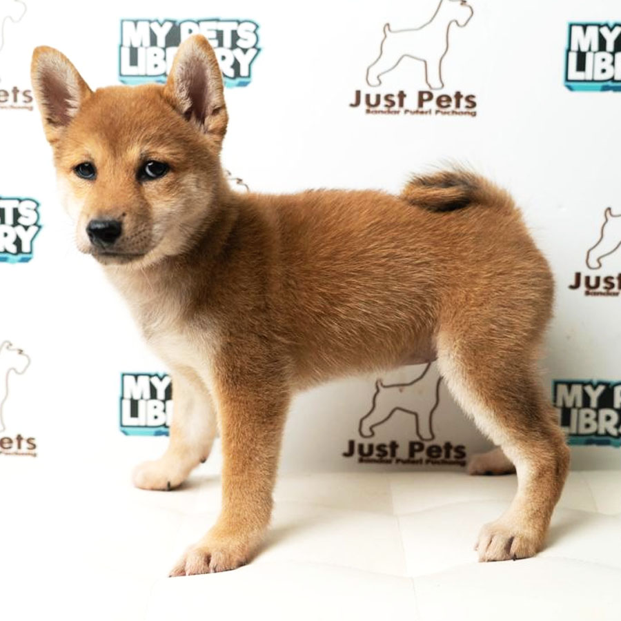 Shiba Inu Puppy (Female) For Sale