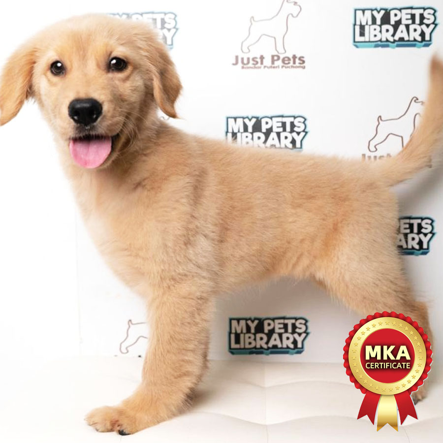 Golden Retriver Puppy (Female) For Sale
