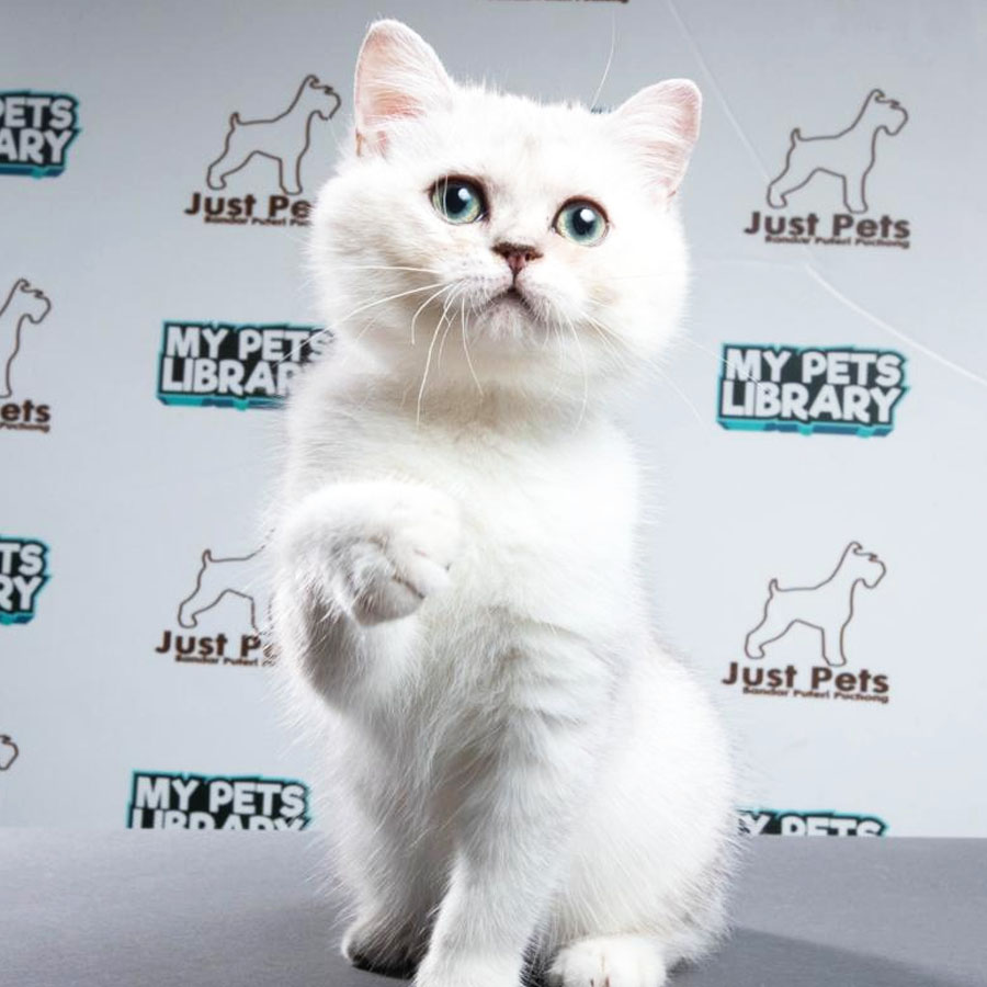 British Shorthait Kitten (Female) For Sale