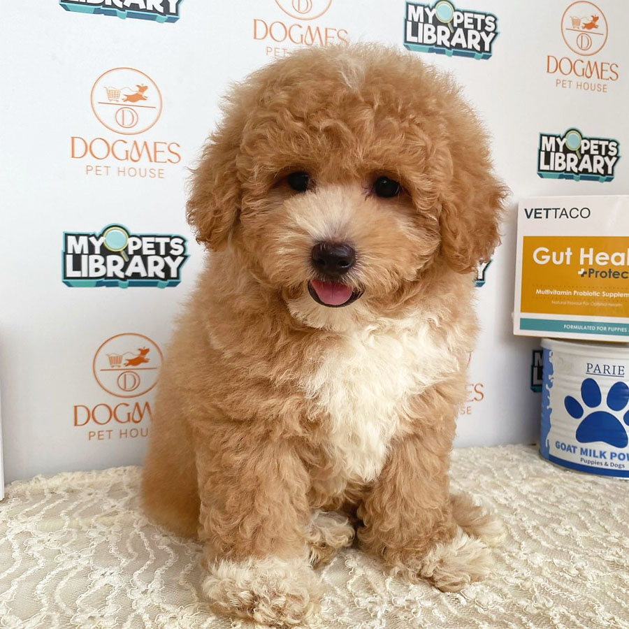 Minitaure Poodle Puppy (Male) For Sale