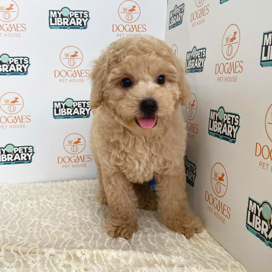 Minitaure Poodle Puppy (Male) For Sale