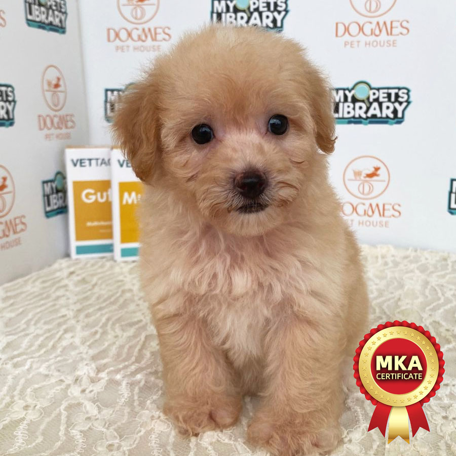 MKA Toy Poodle Puppy (Female) For Sale