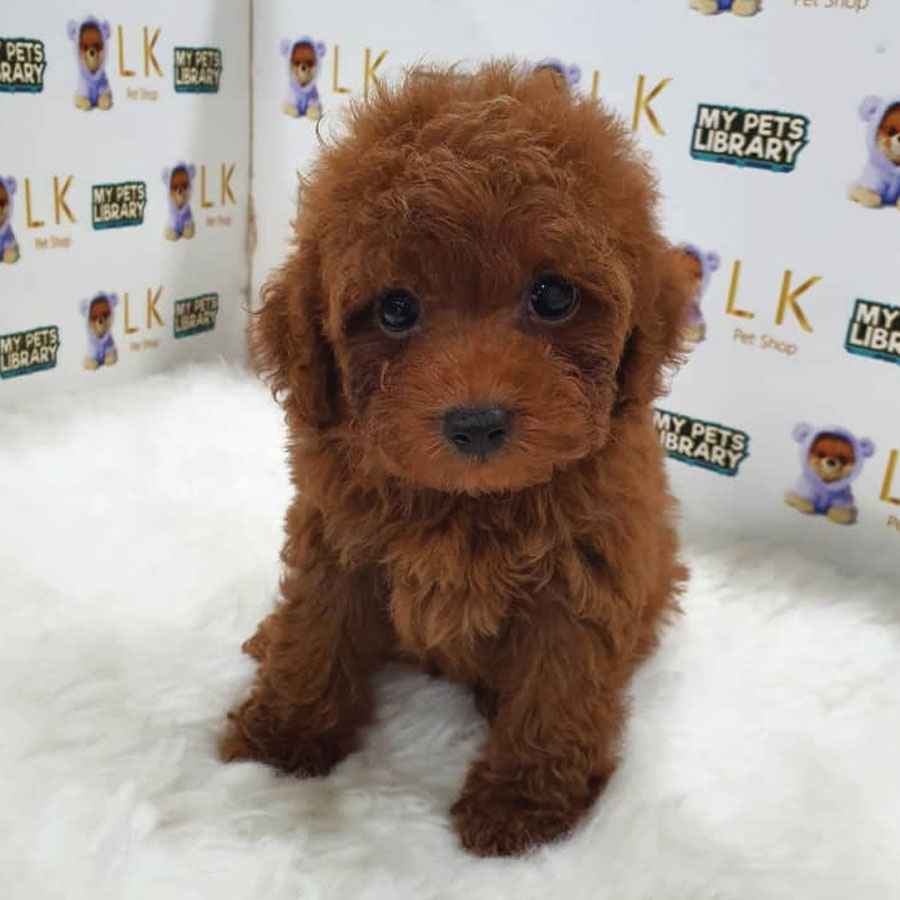 Toy Poodle Puppy (Male) For Sale