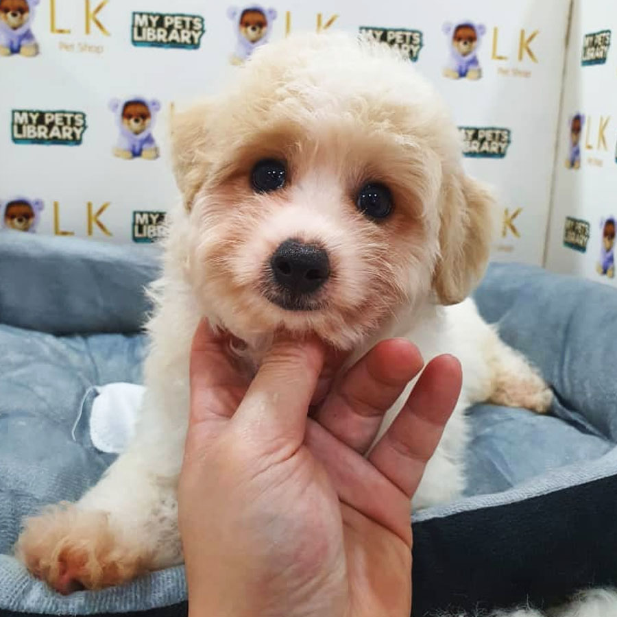 Maltipoo Puppy (Male) For Sale
