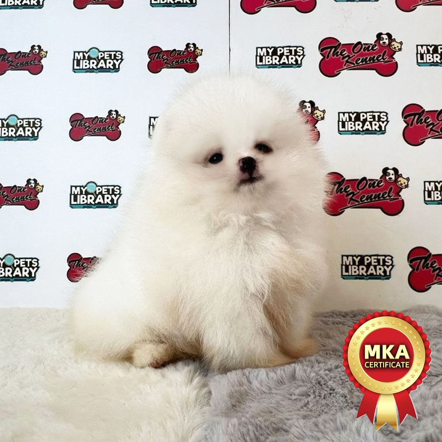 MKA Pomeranian Puppy (Male) For Sale