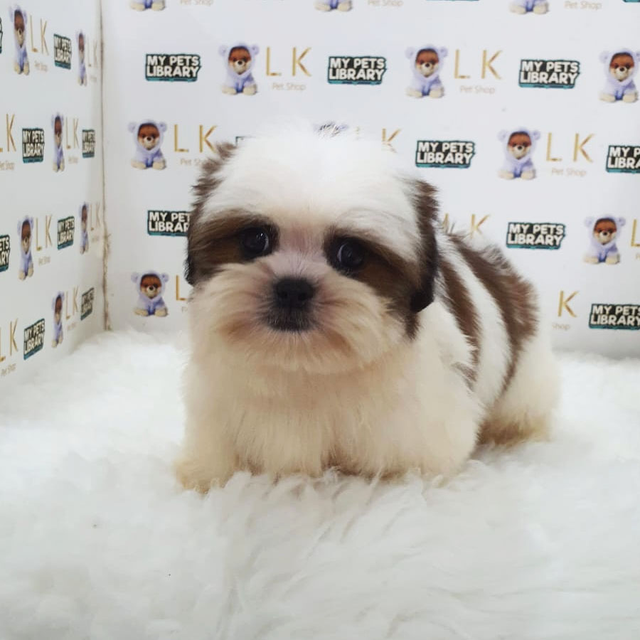 Shih Tzu Puppy (Male) For Sale