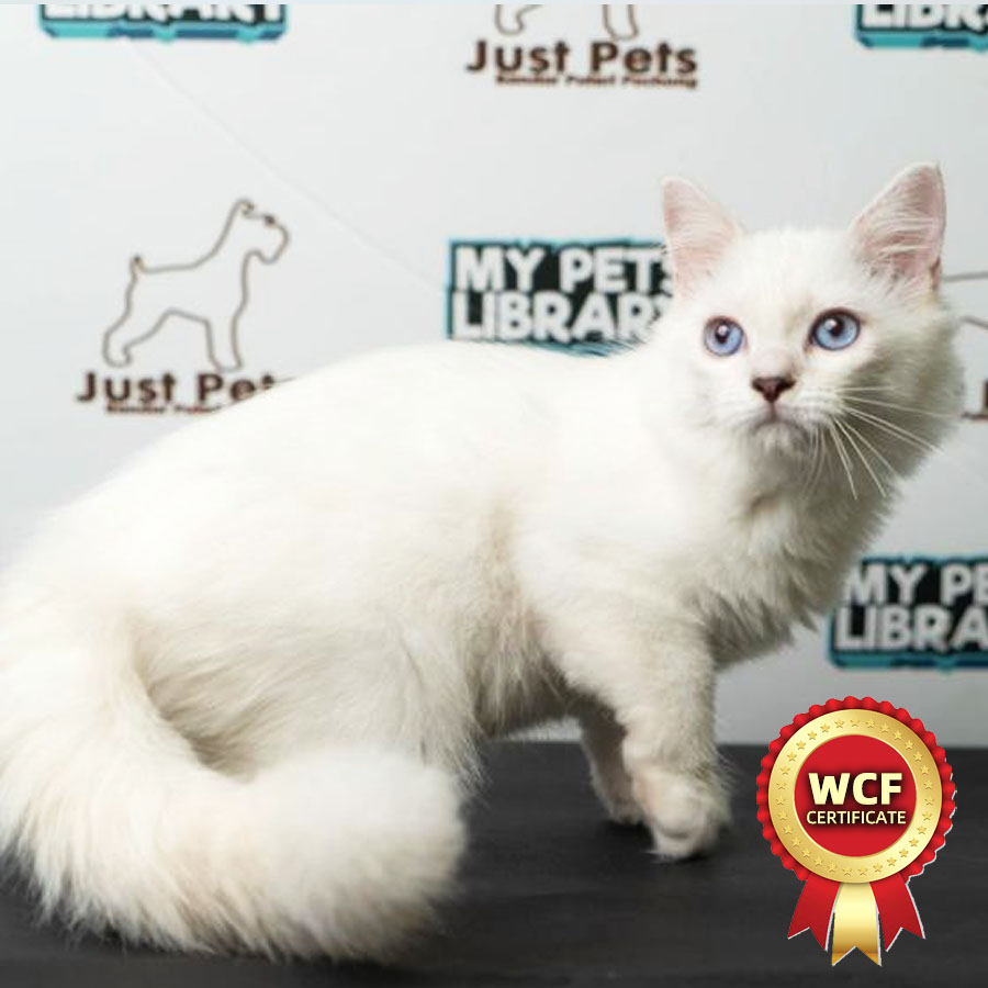 British Longhair Kitten (Male) For Sale
