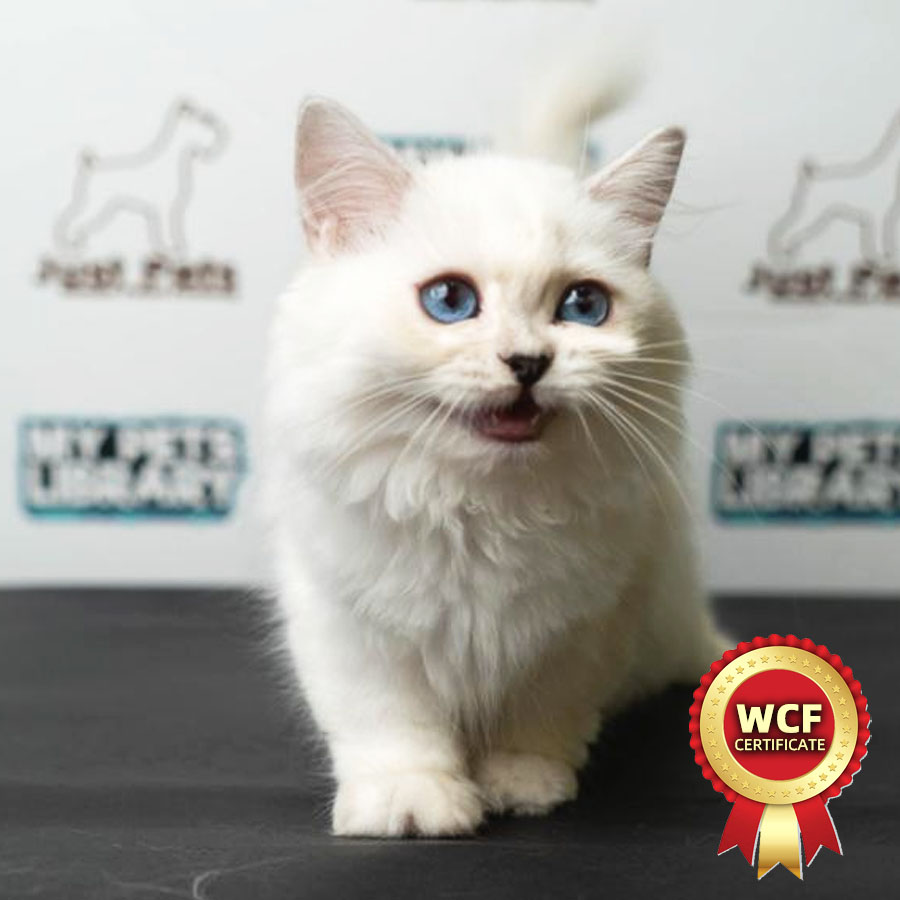 British Longhair Kitten (Female) For Sale
