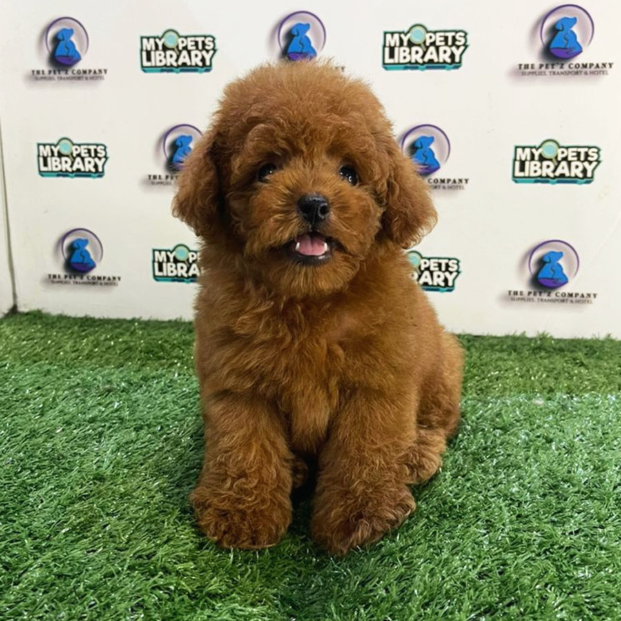 Toy Poodle Puppy (Female) For Sale