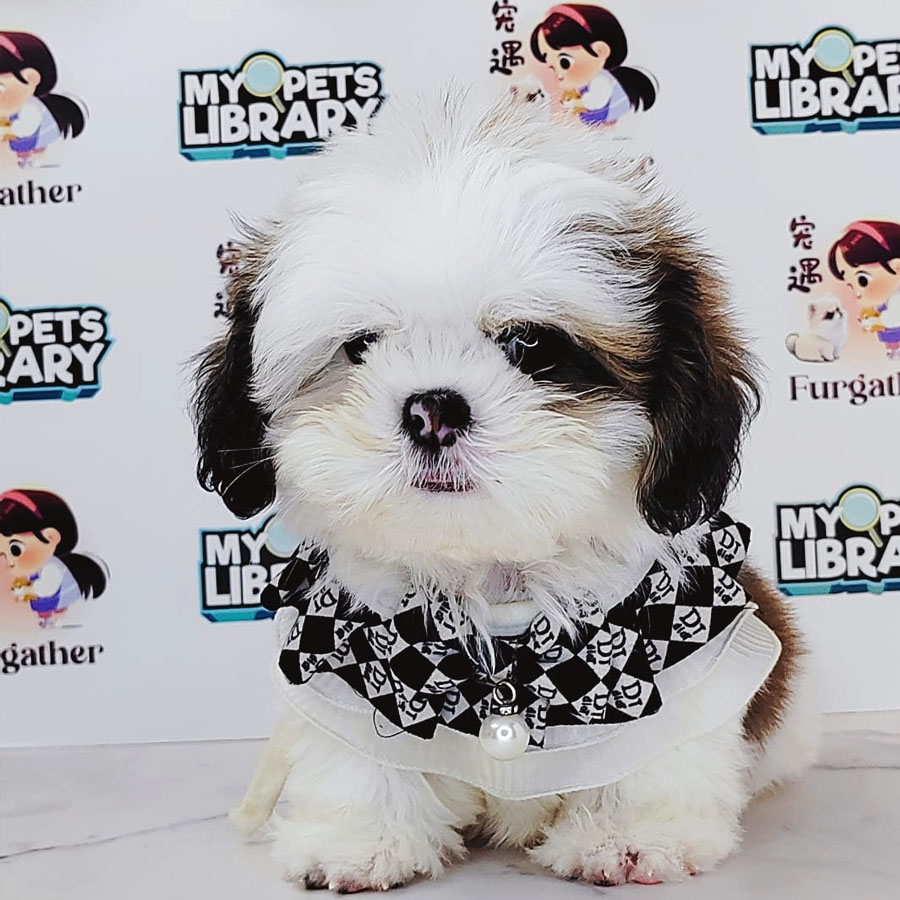 Shih Tzu Puppy (Male) For Sale