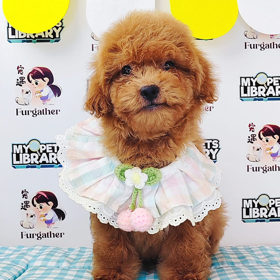 Toy Poodle Puppy (Male) For Sale